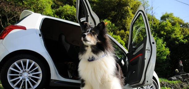 Что делать, если собака боится ездить в автомобиле: 7 советов эксперта