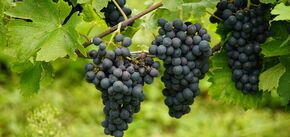 Як правильно доглядати виноградник