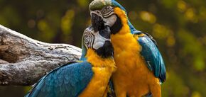 Новое исследование орнитологов: птицы, как и люди, изменяют друг другу и разводятся 