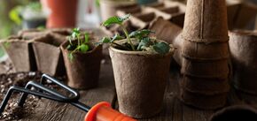 Эффективные удобрения для растений, которые можно найти на каждой кухне