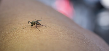 Натуральні засоби від укусів комах: як зняти сверблячку та біль