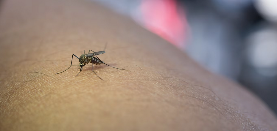 Натуральні засоби від укусів комах: як зняти сверблячку та біль