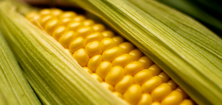 Улучшает зрение и защищает сердце: рассказываем о многочисленных преимуществах кукурузы