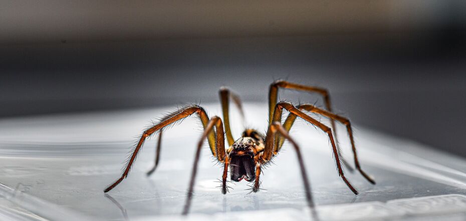 В доме нет житья от пауков? Эти 5 натуральных средств быстро избавят вас от их присутствия