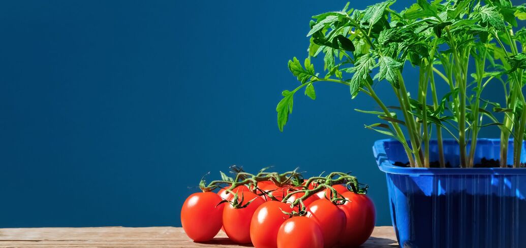 Отримайте чудовий урожай помідорів у 2024 році
