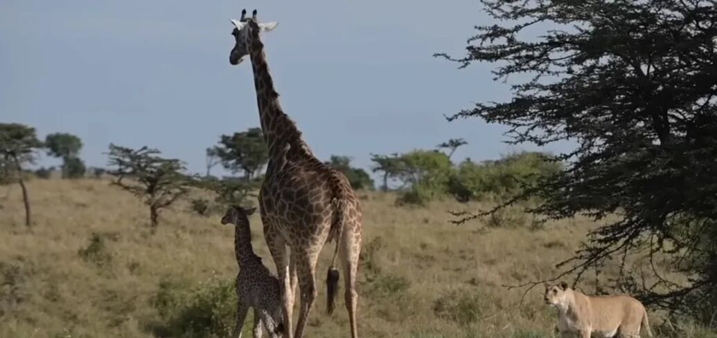 В Animal Sighting показали кадри боротьби левиці та жирафи за її дитинча