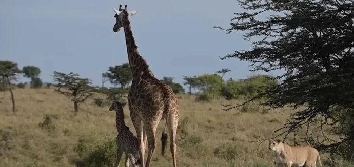 В Animal Sighting показали кадры борьбы львицы и жирафы за ее детеныша