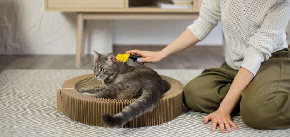 Как отучить кота царапать мебель - советы для кошек - кот царапает мебель
