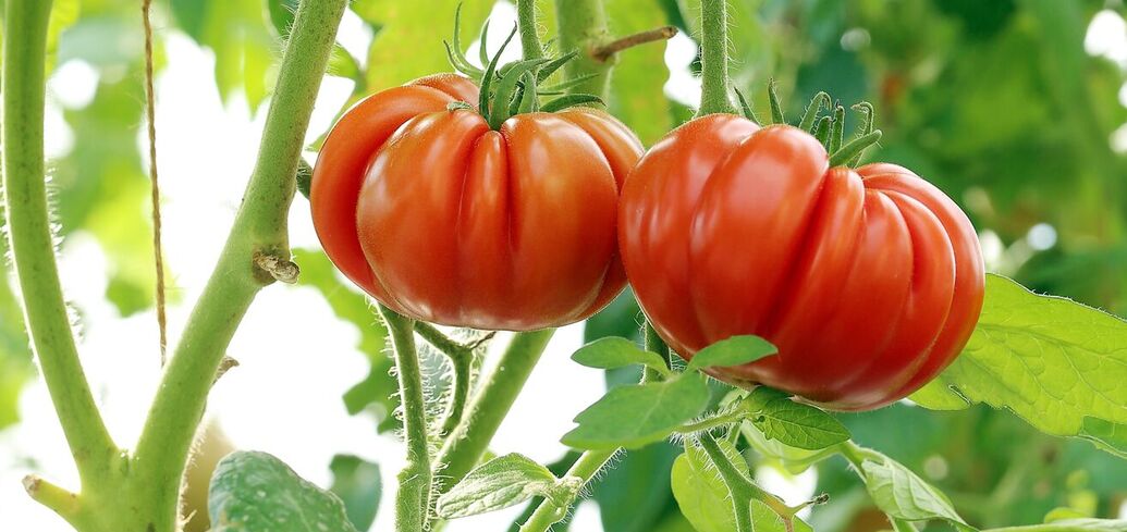 7 лучших сортов томатов