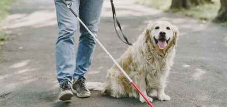 Люди з собаками-поводирями не можуть визвати таксі у Британії: як влада бореться с дискримінацією