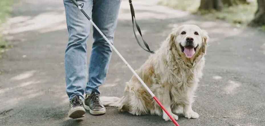 Люди с собаками-поводырями не могут вызвать такси в Британии: как власть борется с дискриминацией