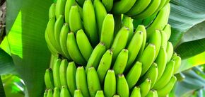 Эксперт рассказал, как хранить бананы спелыми до 16 дней в холодильнике