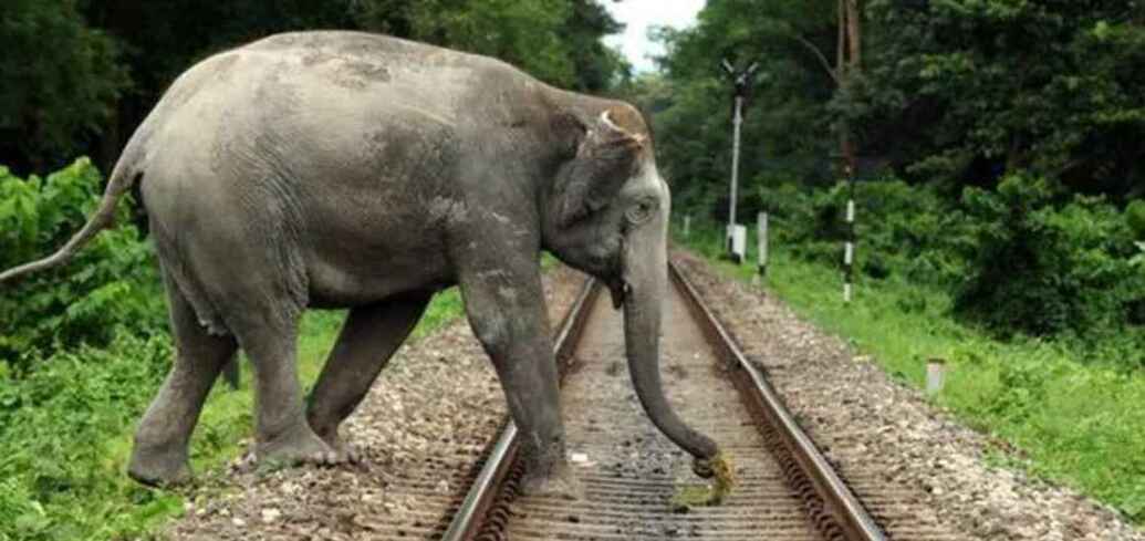 Слони на залізничних коліях: як уникають аварій