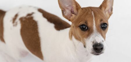 Порода собак басенджі: переваги та недоліки, які потрібно враховувати перед тим, як заводити улюбленця
