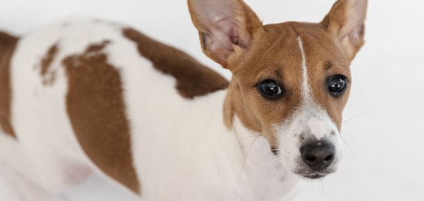 Порода собак басенджи: преимущества и недостатки, которые нужно учитывать перед тем, как заводить питомца