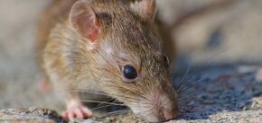 Как избавиться от мышей в доме: полезные советы