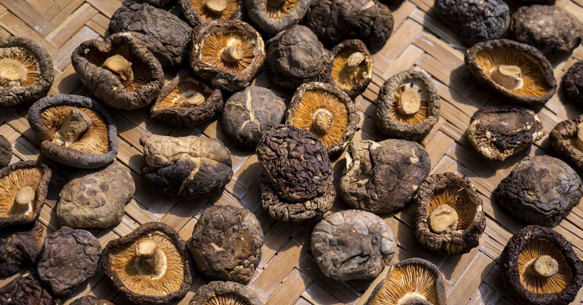 Косметика на основе грибов: чем полезны эти живые организмы организмы для кожи