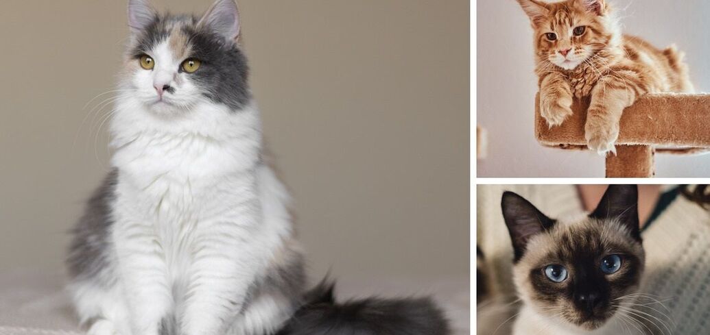 Три найласкавіші породи котів: ідеальні улюбленці для сімейних пар