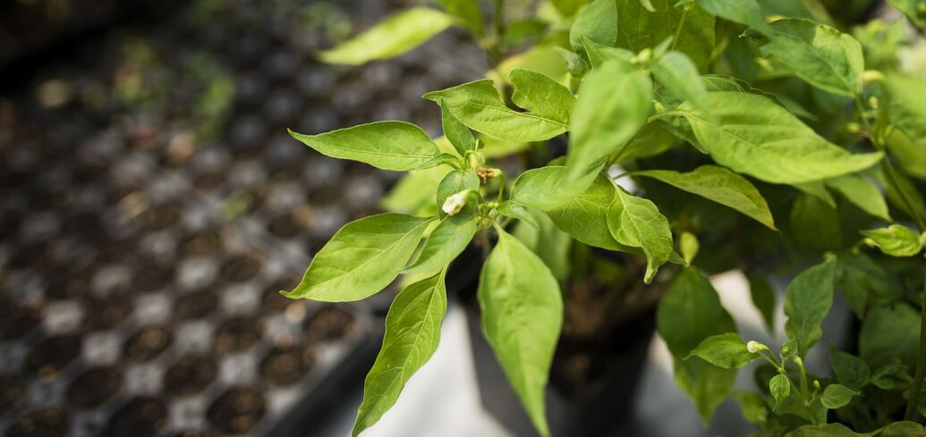 Стимуляция роста и увеличение урожая перца: добавьте необходимые компоненты в посадочную лунку