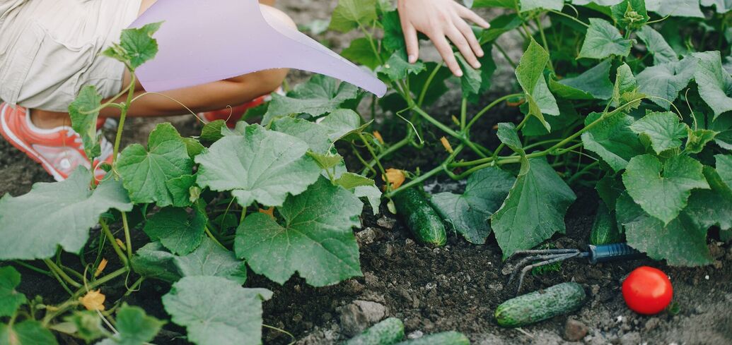 7 найкращих сортів огірків для літнього врожаю: зробіть правильний вибір