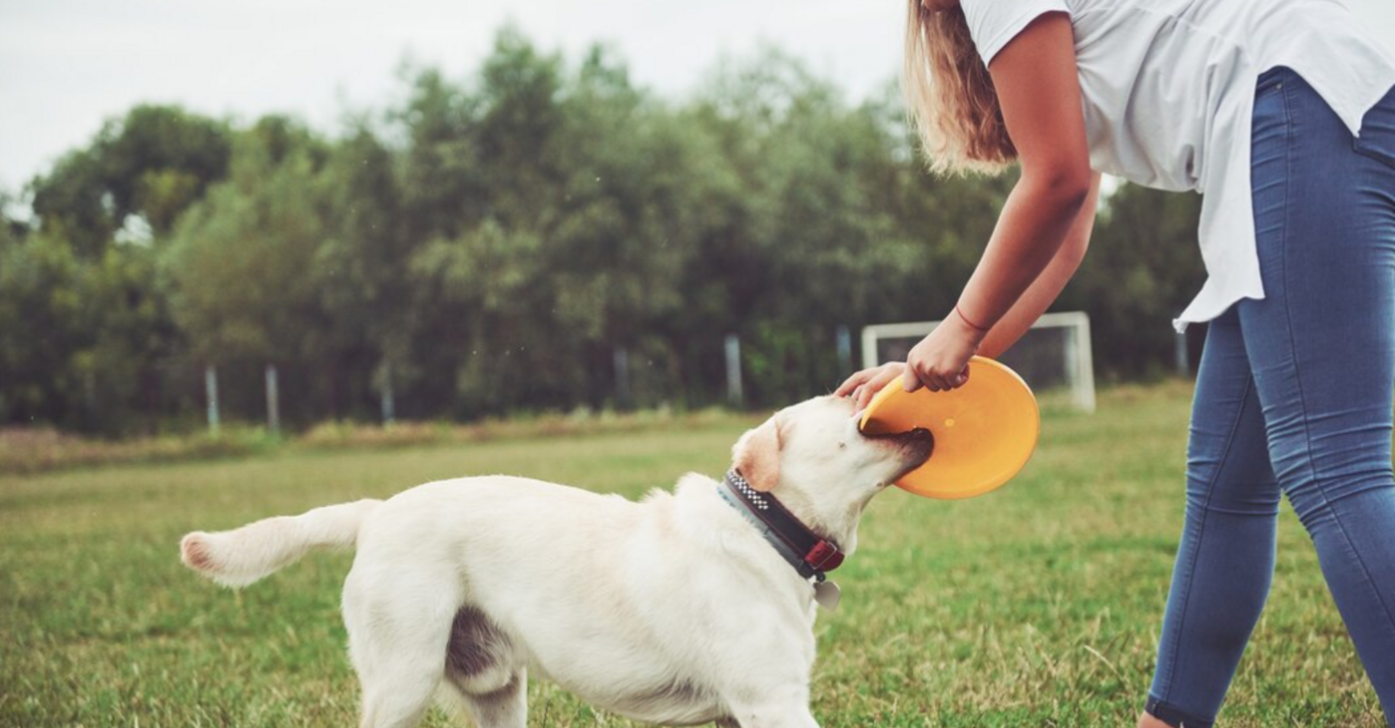4 важных совета, которые помогут воспитать послушную собаку