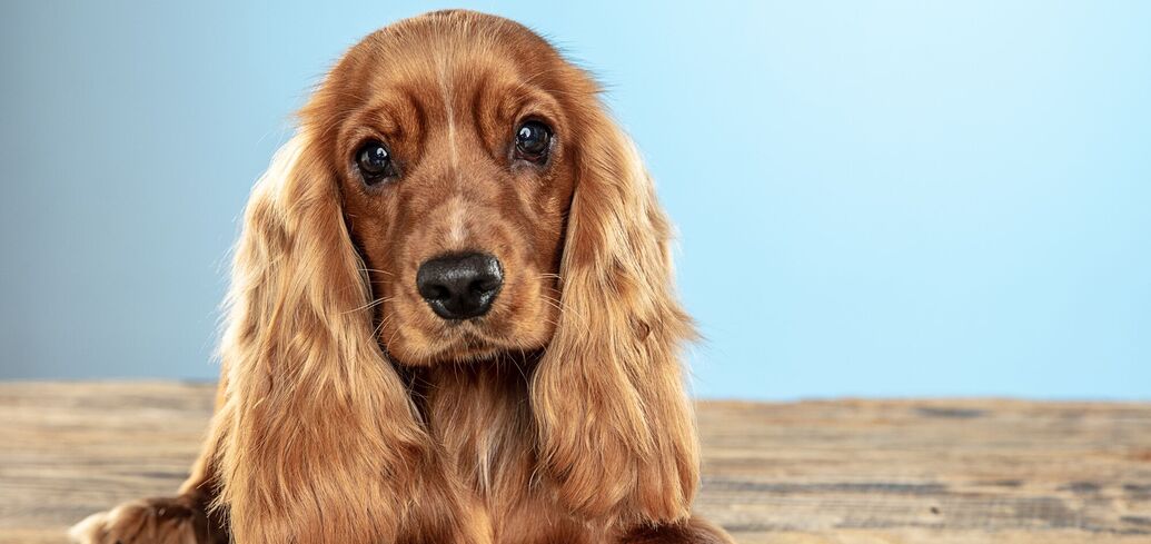 Породи собак з вибагливим смаком: експерти назвали 10 вередливих улюбленців