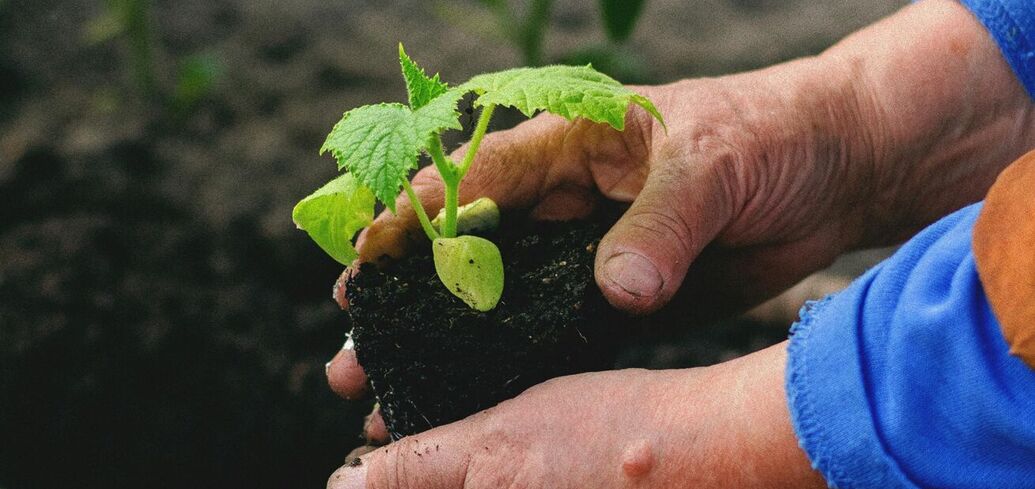 Як отримати гарний урожай огірків: натуральні добрива для розсади