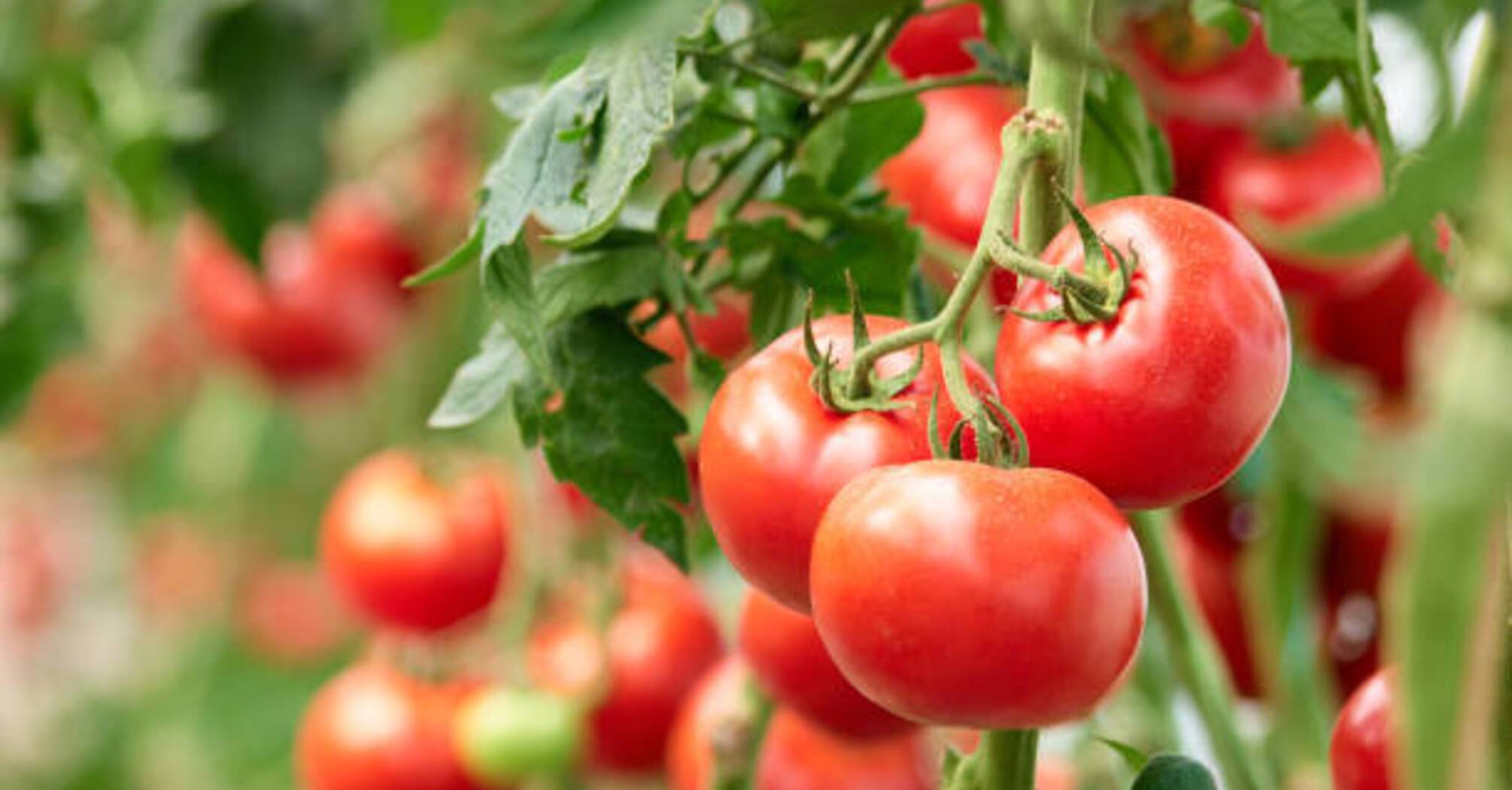 Правильне підживлення для хорошого врожаю помідорів: що варто знати
