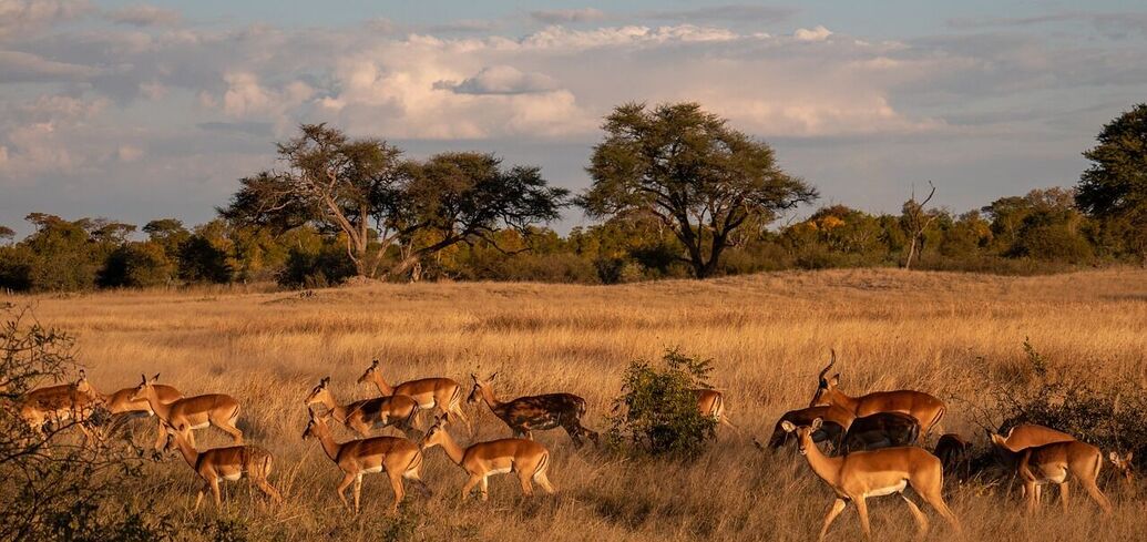 Путешествие в Зимбабве: какие два объекта Всемирного наследия ЮНЕСКО можно найти здесь