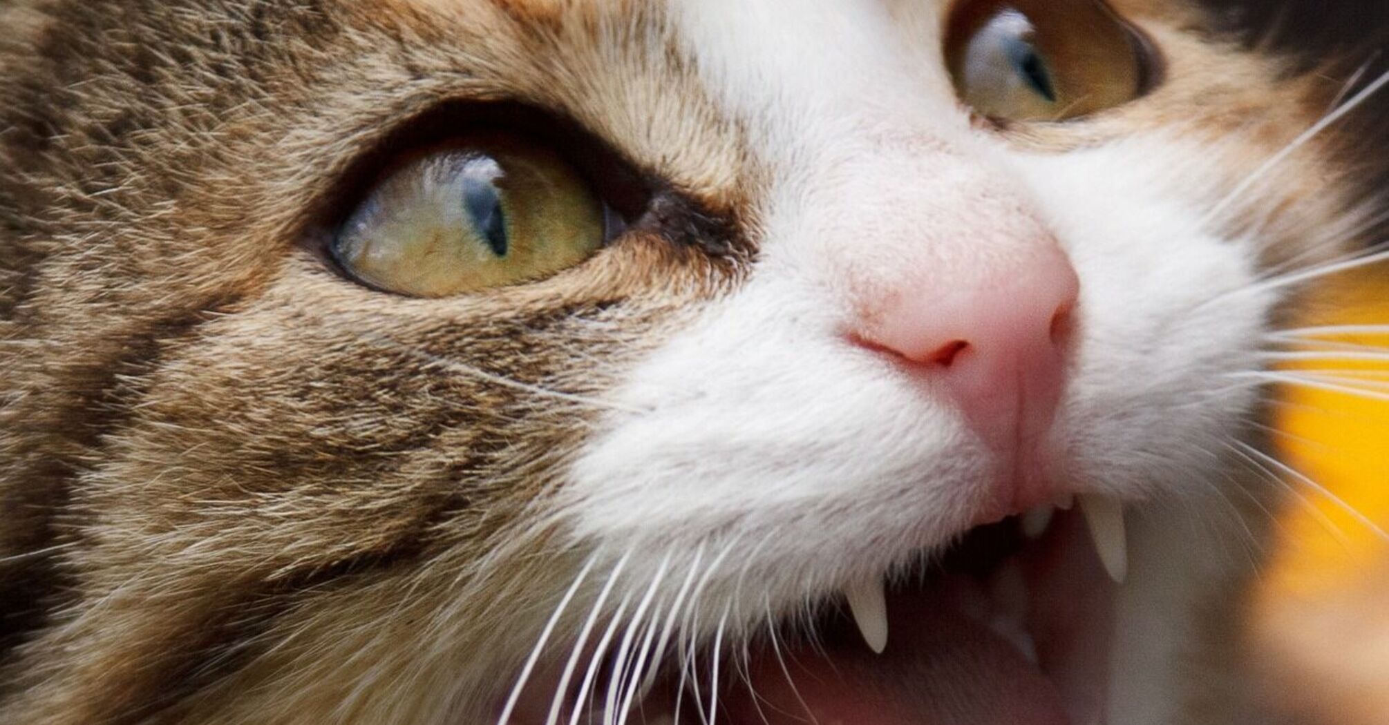 Ви дратуєте свою кішку: 5 вчинків людей, які виводять тварин із себе