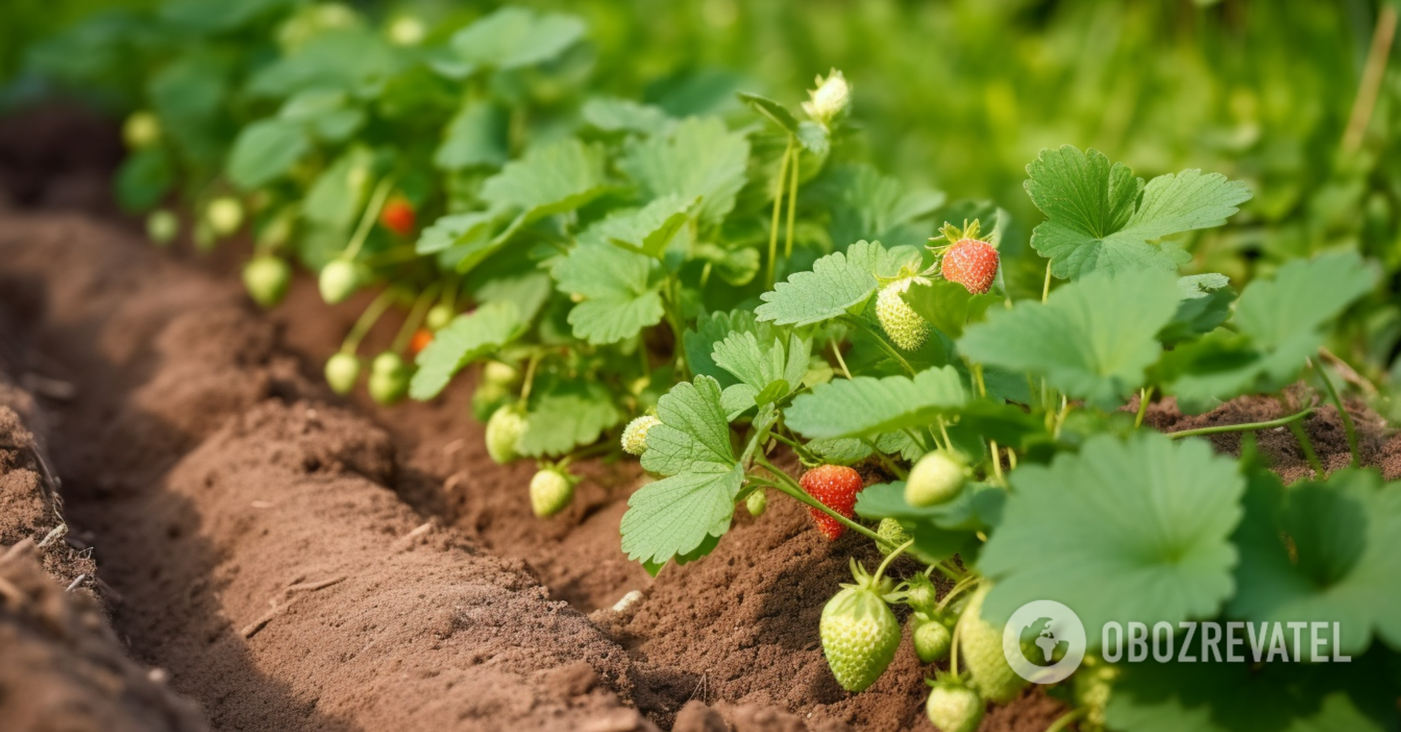 Як захистити полуницю від шкідників: садівники розкрили дієві методи