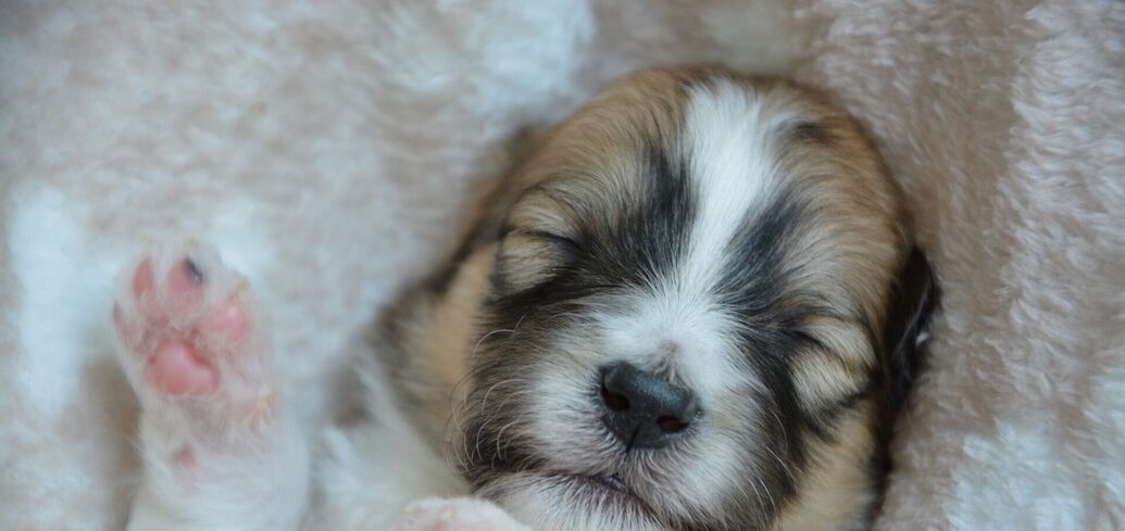 5 причин, почему ваша собака слишком много спит