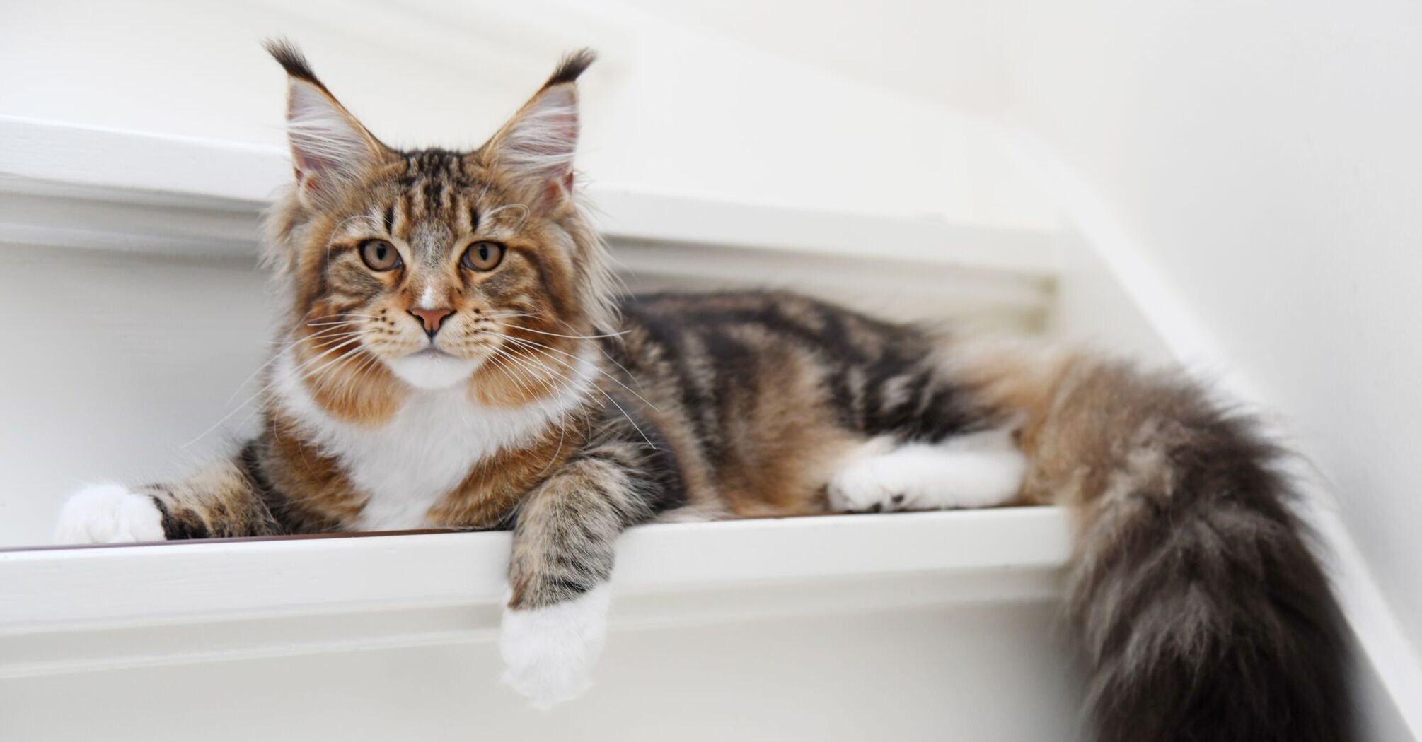 Игривые и общительные: породы кошек, которые помогают избавиться от одиночества