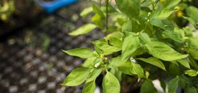 Как обеспечить успешный посев семян перца: эффективные приемы для продуктивного урожая