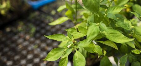 Як забезпечити успішний посів насіння перцю: ефективні прийоми для продуктивного врожаю