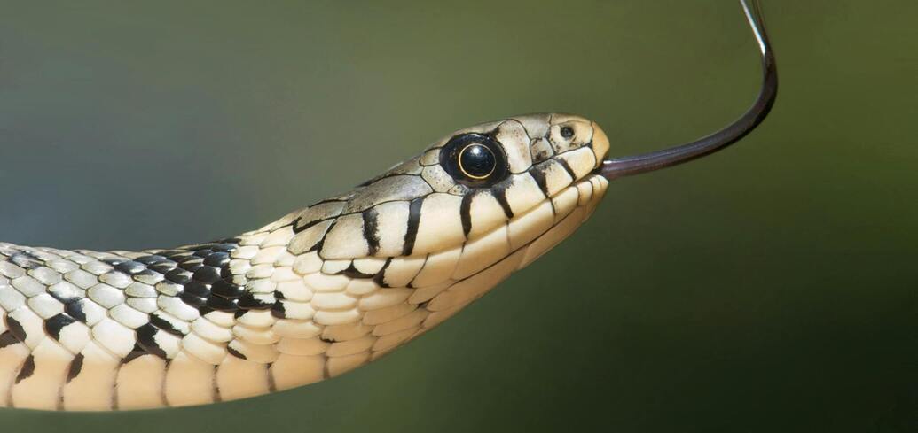 Практические советы по защите дачного участка от змей