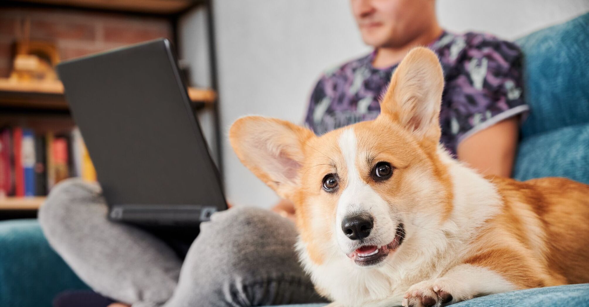 Как работает зрение собаки и можно ли им смотреть телевизор: интересные нюансы