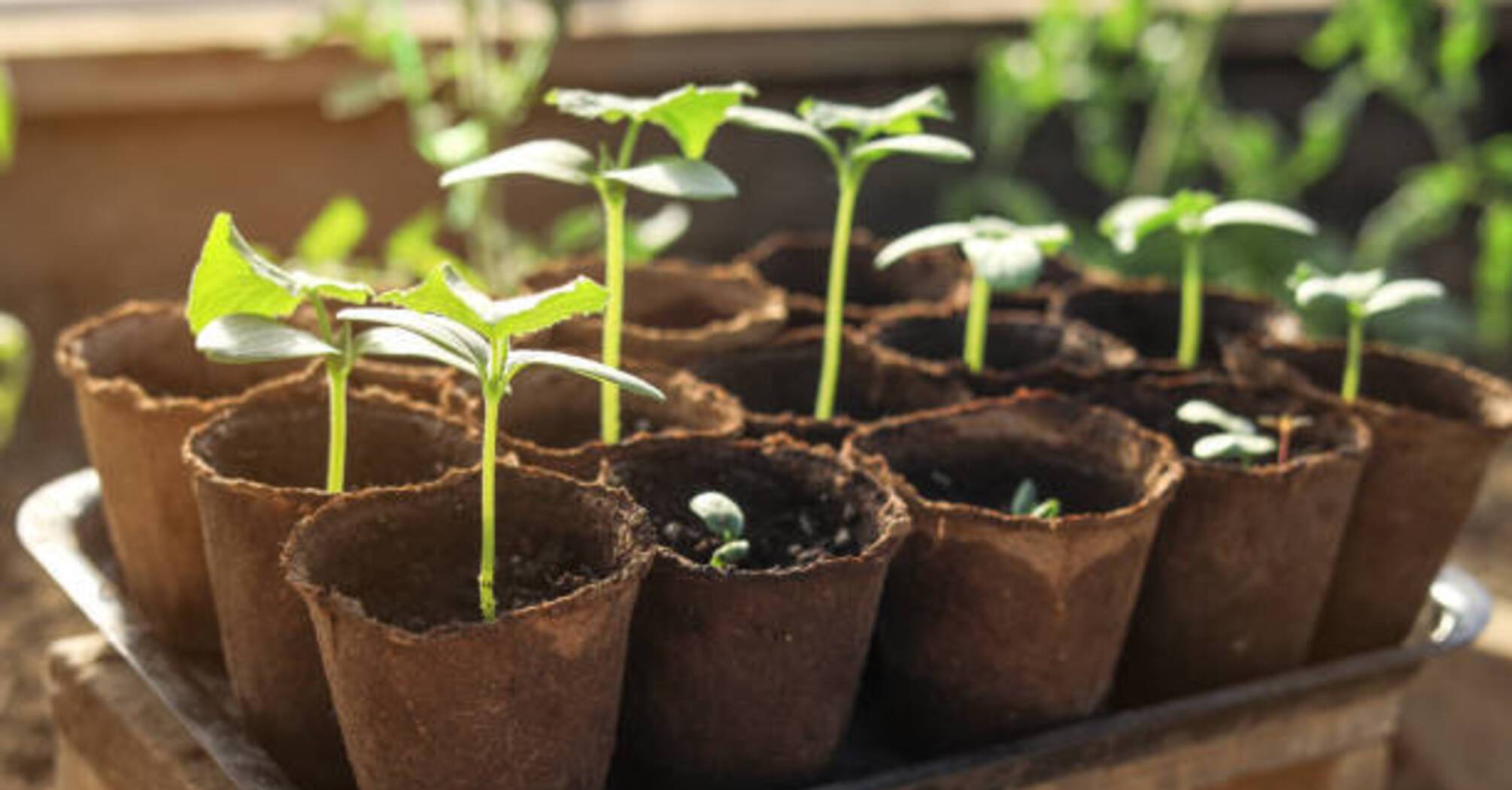 Чем подкормить рассаду помидоров для оптимального роста: идеальное решение