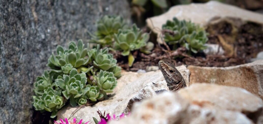 Як зробити сад каменів своїми руками: 5 порад щодо організації альпінарію у власному дворі