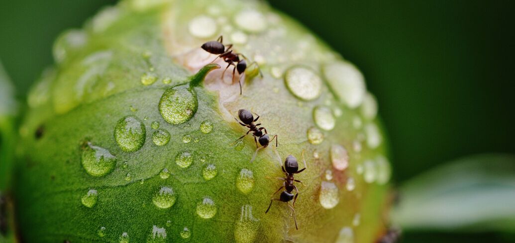 Как защитить свой огород от муравьев: эксперты советуют добавить борную кислоту