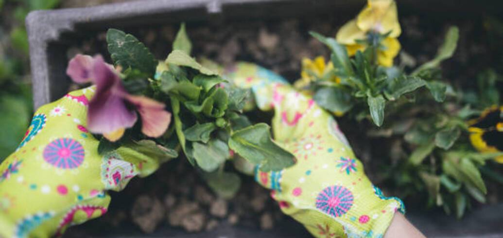 Использование нитратов в качестве удобрений для овощей: понимание рисков для вашего сада