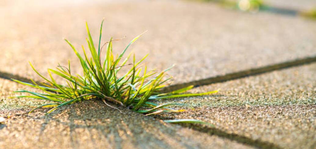 Что делать, чтобы между плиткой на улице не росла трава: 3 интересных лайфхака