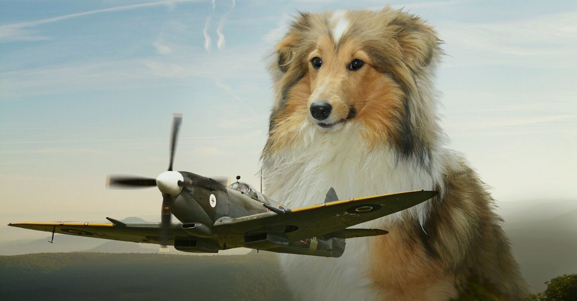 Як сісти в літак із собакою: повне керівництво з польотів із чотирилапим попутником