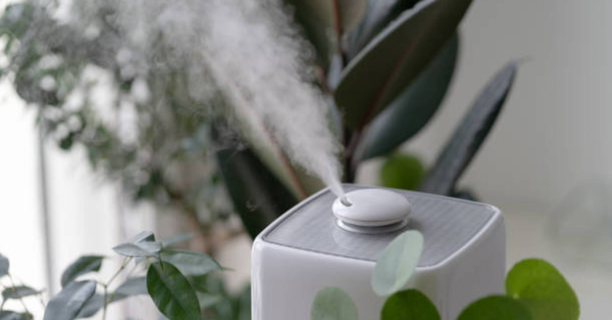 Як зволожити повітря вдома, якщо немає зволожувача повітря: корисні лайфхаки
