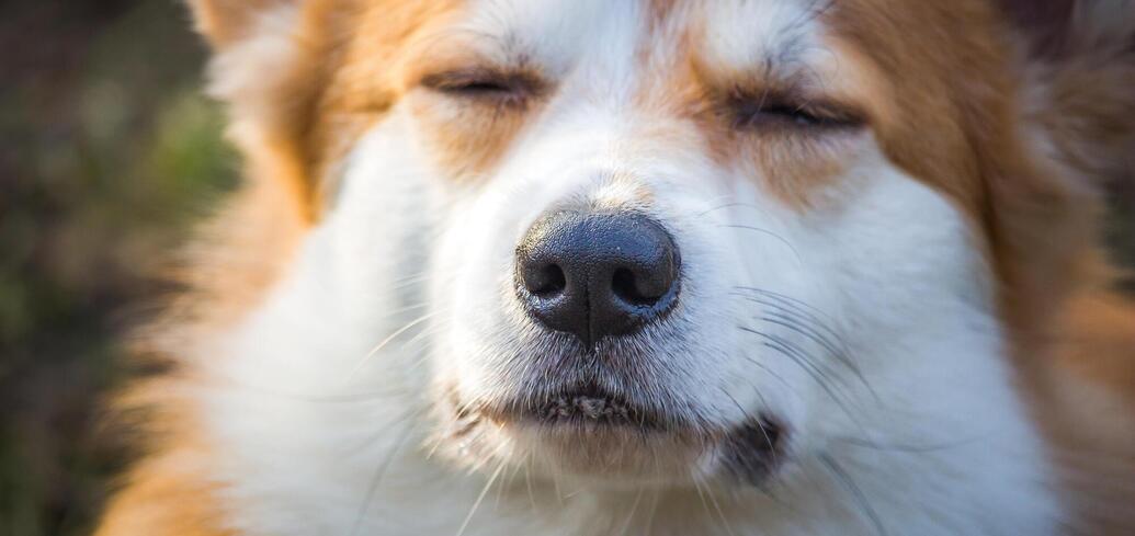 Обоняние и зрение связаны: как собаки видят мир вокруг себя