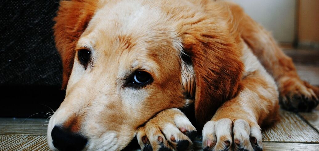 Поради щодо подолання надмірного гавкоту у собак