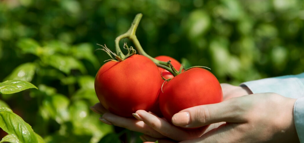 Чем полить томаты для защиты от болезней и увеличения урожая: знают опытные огородники