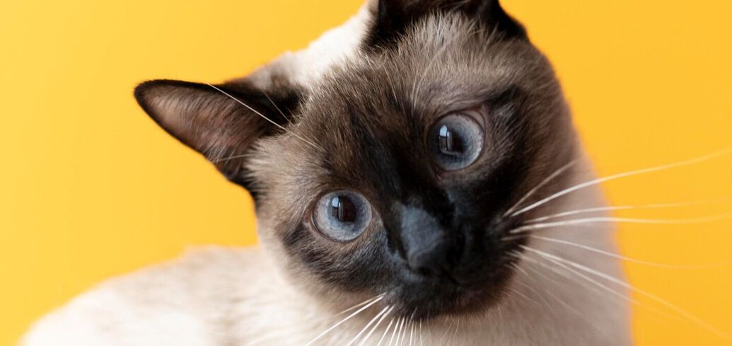 Почему кошек может раздражать зрительный контакт