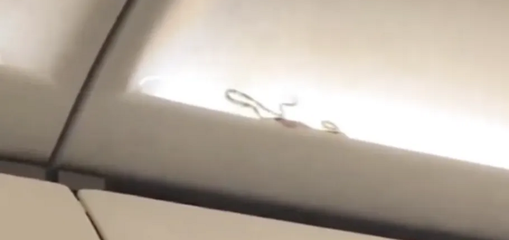 На борту літака до Пхукета впіймали живу змію, яка ховалася над головами пасажирів. Відео