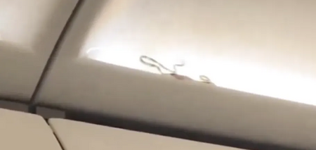 На борту самолета в Пхукет поймали живую змею, скрывавшуюся над головами пассажиров. Видео